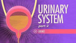 Urinary System Part 2 Crash Course Anatomy amp Physiology 39 [upl. by Yleve]