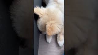 ソファの下にボールが挟まって困っているポメラニアン🤣 ましゅまろ ポメラニアン わんこ ペット動画 pomeranian [upl. by Tate]