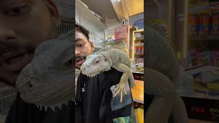 Exotic pets shop  iguana 🦎 iguana iguanapets [upl. by Tomkiel928]