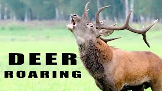 Animal sounds  roaring red deer during rutting season [upl. by Eninnaej]