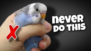 12 Things You Should Never Do to Your Budgie [upl. by Nnaik4]