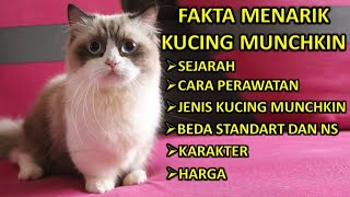 FAKTA MENARIK KUCING MUNCHKIN [upl. by Etterrag753]