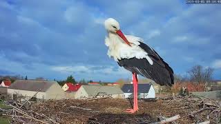 Erster Storch am 05 März 2019 um 648 Uhr in Fohrde gelandet [upl. by Wait460]