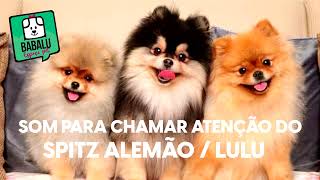 SOM PARA CHAMAR ATENÇÃO DO SPTIZ ALEMÃO LULU DA POMERÂNEA [upl. by Llenrrad]