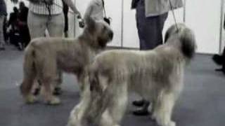 Briard Dog Movie [upl. by Britteny664]