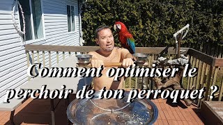 Comment optimiser le perchoir de ton perroquet  Le tuto de pâques à ne pas manquer [upl. by Yenffit]