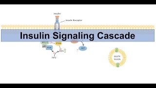 Insulin Signaling Cascade and Downstream Effects  Biochemistry Lesson [upl. by Mendez912]