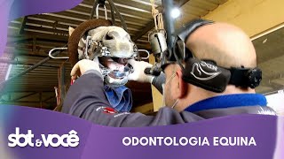 SBT e Você  Odontologia Equina [upl. by Teteak]