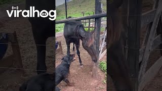 Dog and Horse Play Together  ViralHog [upl. by Lindley]