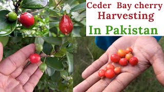 Harvest Cedar Bay Cherry In Pakistan  Eugenia Reinwardtiana Plant  Rare Garden  Urduहिंदी [upl. by Eednahs]