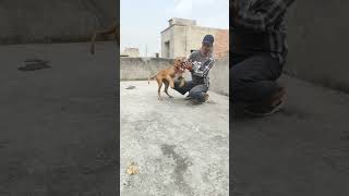 sundari 🐶🤎 lyrics barfi bollywood aashiyan shreyaghoshal ittisihasi love music song [upl. by Aisatsana]