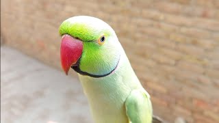 Green Talking Parrot  Indian Ringneck Parrot  Loud Parrot Chirping  Amazing Talking Parrot [upl. by Ahcsap]