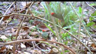 Lancetailed Manakin Practices Dancing With Subadult Males [upl. by Rebbecca]