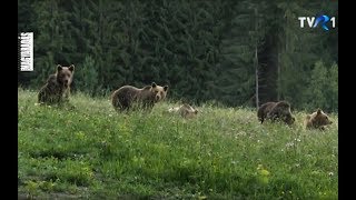 MAGYARADÁS  A medve másik arca [upl. by Levona]