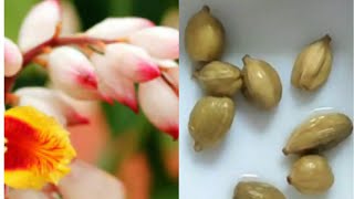 How to grow Cardamom From Seeds Plant At Home Elettaria cardamomum [upl. by Siberson362]