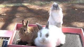 うさぎ年 年賀状撮影コーナー  埼玉県こども動物自然公園 [upl. by Sykleb]