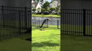 Alligator climbing a fence😱😱 [upl. by Nossah89]