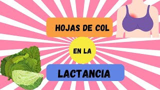 ¿PARA QUE SE UTILIZAN LAS HOJAS DE COL O REPOLLO DURANTE LA LACTANCIA MATERNA [upl. by Suirrad407]