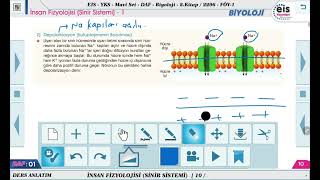 Mavi Set Biyoloji 2  İnsan Fizyolojisi Sinir Sistemi  1 🔬 [upl. by Anem]