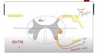 Physiology Foundation module  Autonomic nervous system Part 1 [upl. by Omora391]