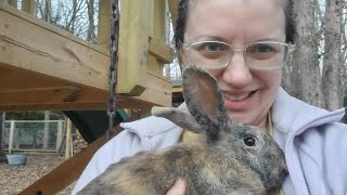 Meet Our New Bunnies Rabbitry Update [upl. by Lovmilla153]