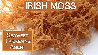 Irish Moss Seaweed A Nutritious Thickening Agent [upl. by Yael]