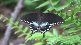 Spicebush swallowtail butterfly Papilio troilus [upl. by Ainotna]