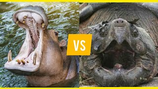 Hippo vs Alligator snapping turtle bite force comparison shorts [upl. by Stannwood500]