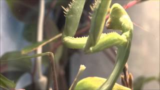 praying mantis catches a cellar spider  Gottesanbeterin schnappt sich eine Zitterspinne [upl. by Macfarlane]