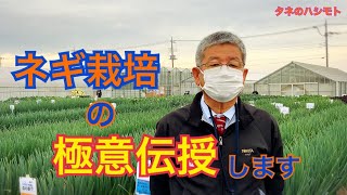 ネギ栽培の秘訣【タネ蒔き・定植・畝間・管理・天候】 タネのハシモト [upl. by Eirek890]