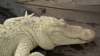 Wild Florida Albino Alligators [upl. by Andrews]