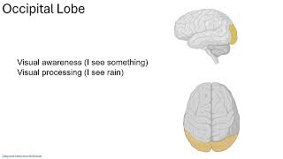 Cerebrum 2 Lobes 24 [upl. by O'Gowan]