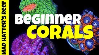 Top 10 Beginner Corals for Nano Reef Tanks [upl. by Radu]