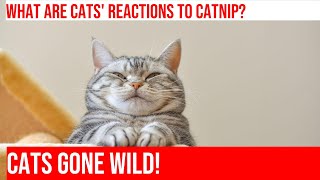 Cats Going Crazy Over Catnip Hilarious Reactions [upl. by Jammin]