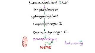 Heme Synthesis Pathway — Biochemistry and Hematology [upl. by Odnomar]