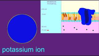 NEURON HYPERPOLARIZATION [upl. by Corilla]