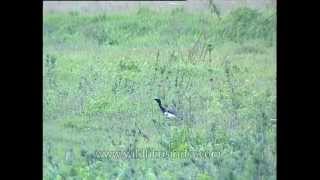 Bengal Florican in Kaziranga National Park [upl. by Retrak994]