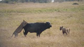 Lions hunt cape buffalo [upl. by Kopp]