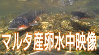 2018年3月 マルタウグイ産卵 水中映像 [upl. by Germin]