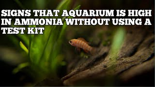 HOW TO KNOW IF AQUARIUM IS HIGH IN AMMONIA WITHOUT USING A TEST KIT [upl. by Neret]