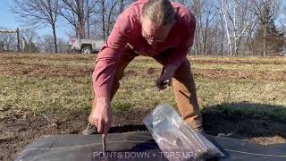 Planting Elderberry Cuttings Two Ways [upl. by Nol]