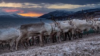 Reinflytting Distrikt 24A Seiland Vest Jon Henrik Fjällgren  Reindeer Herder´s Joik [upl. by Ardell892]