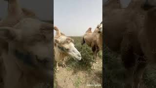 This camel didnt react when he ate mustard animals camel mustard [upl. by Nnylarak114]