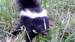 Baby Skunk Friend ORIGINAL [upl. by Soirtimid]