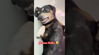 Tickles 🤗 lovemydachshund cuteanimal dogs dachshundmom tickles cuteanimal furbaby [upl. by Oilalue890]