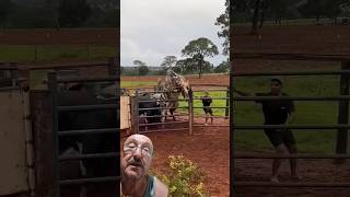 viralvideo agro agriculture gado pecuaria fazenda roça viralshorts [upl. by Beatrisa]