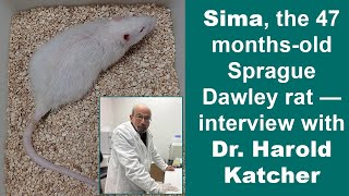 Sima the 47 monthsold Sprague Dawley rat — interview with Dr Harold Katcher [upl. by Tarah]