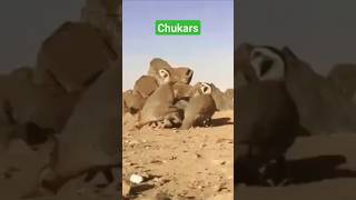 Chukar hunting  chukar hunting with trapping hunting outdoors chukar chukarhunting [upl. by Philbert]