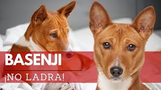 Basenji la raza de perro que no ladra 😲  Terránea [upl. by Notserk]