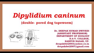 DIPYLIDIUM CANINUM  DISTRIBUTION STRUCTURE LIFE CYCLE PATHOGENICITY DIAGNOSIS TREATMENT [upl. by Ennaitak]